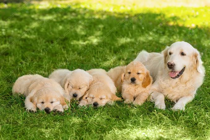 ¿Vas a traer un cachorro a casa? La lista definitiva de lo que realmente necesitas